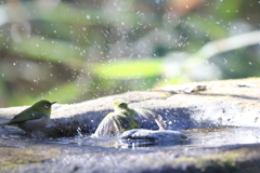 170122-5メジロの水浴び