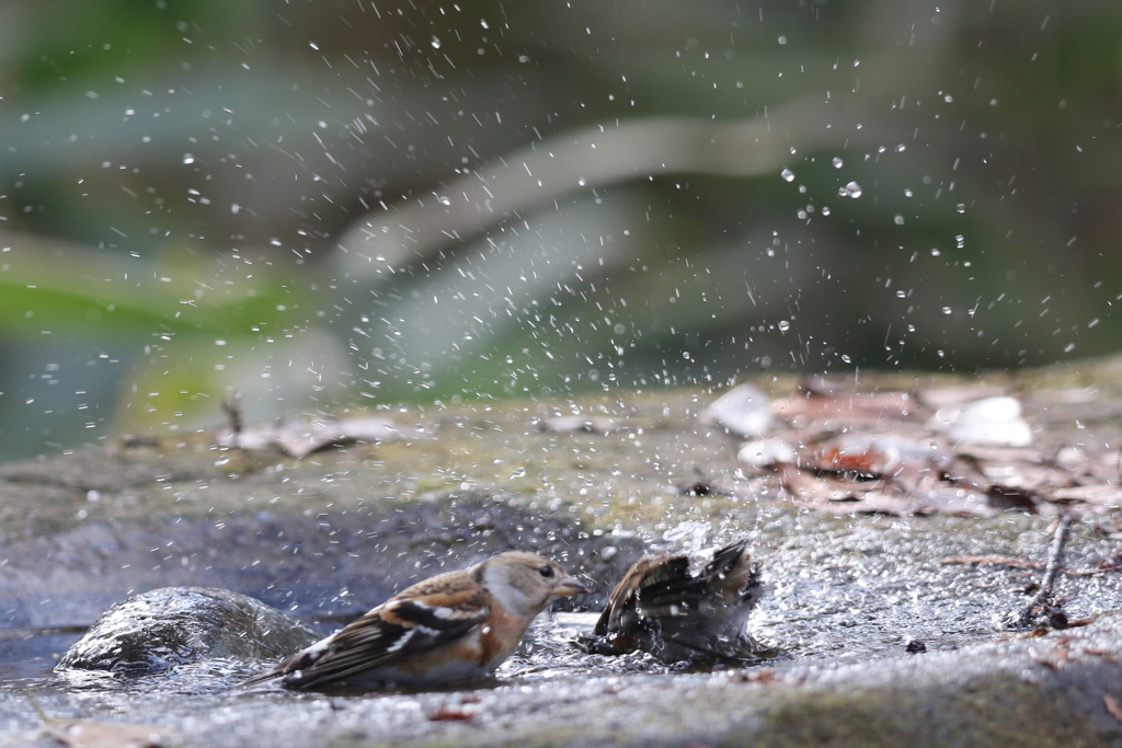 161218-39アトリの水浴び