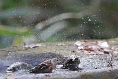 161218-39アトリの水浴び