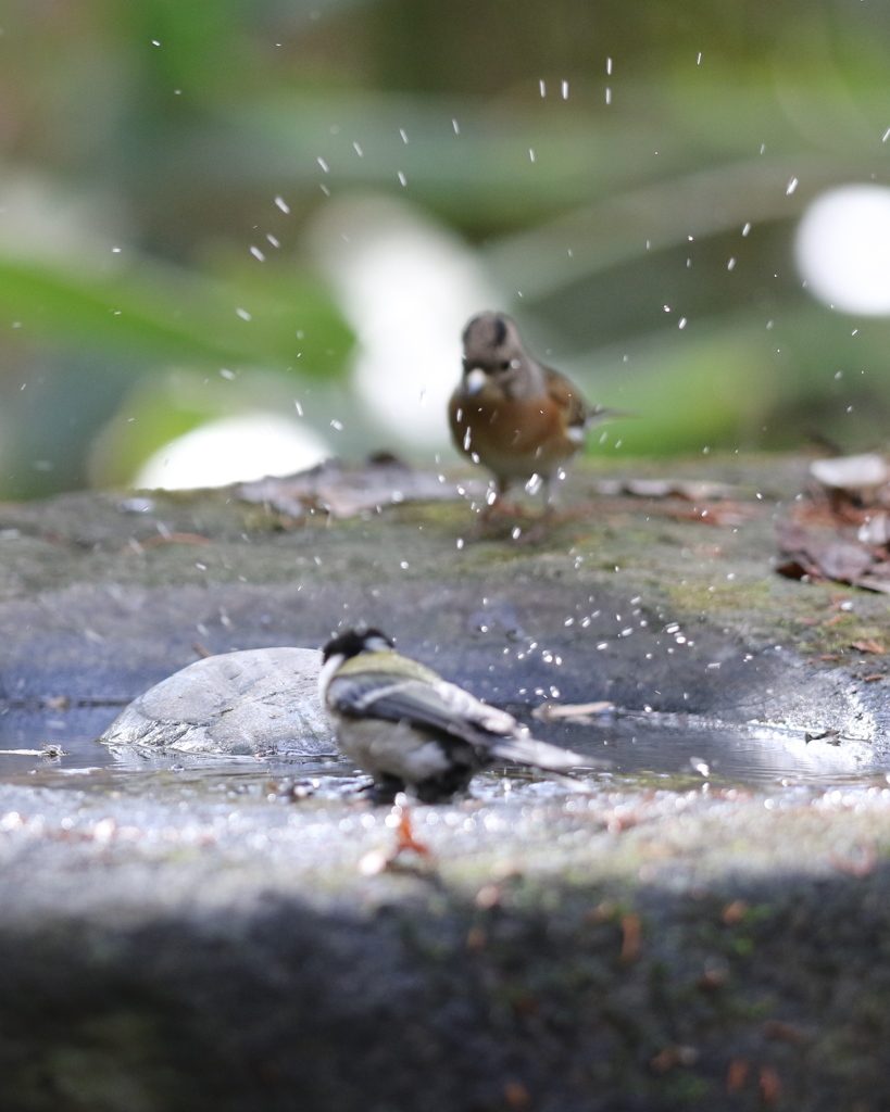 161130-15シジュウカラの水浴びとアトリ