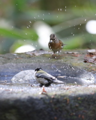 161130-15シジュウカラの水浴びとアトリ