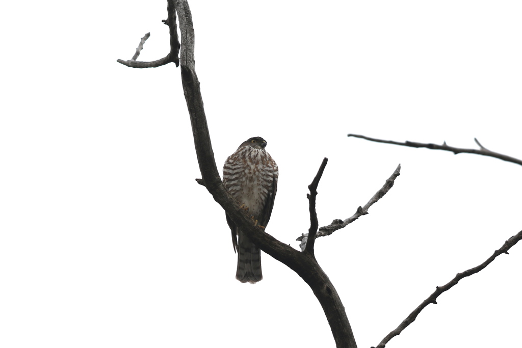 161222-2ツミのお嬢さん