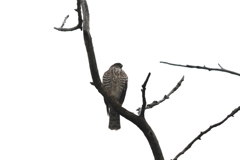 161222-2ツミのお嬢さん