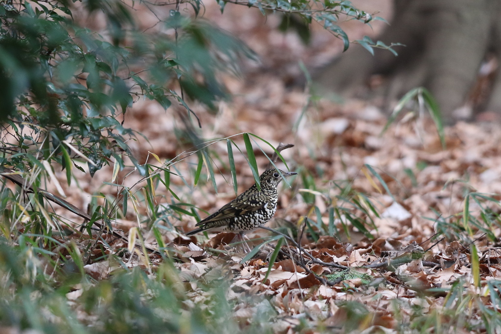 161225-7トラツグミ
