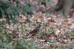 161225-7トラツグミ