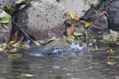 161117-8シロハラ♂の水浴び