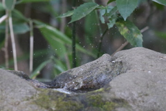 170131-4ウグイスの水浴び