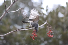 161207-1イイギリの実を食べるヒヨドリ（１／２）