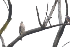 161121-1ツミの横にカケスが飛来・ツミとカケスのバトル（１／７）