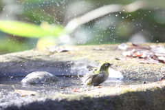 161218-16メジロの水浴び