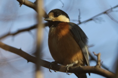 161223-6ヤマガラ