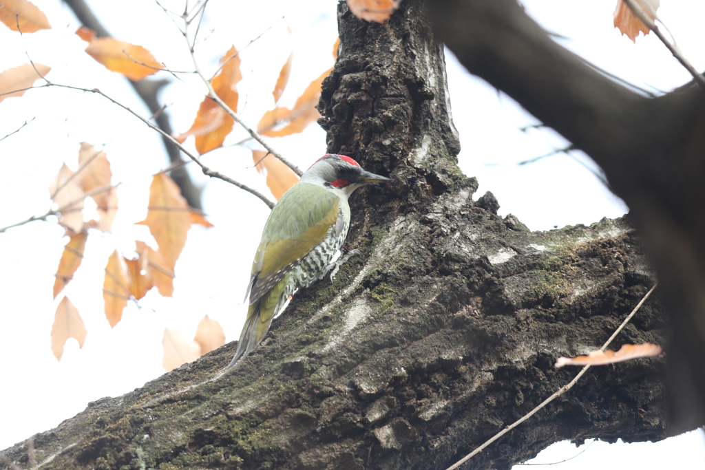 161220-6アオゲラ