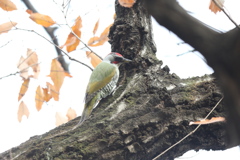 161220-6アオゲラ