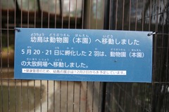 161129-16こんなお知らせが・タンチョウ