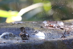 161218-30アトリの水浴び
