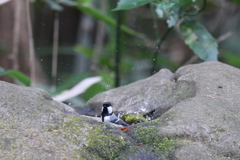 161225-3シジュウカラを無視して懸命に身体をきれいにするメジロ（３／４）