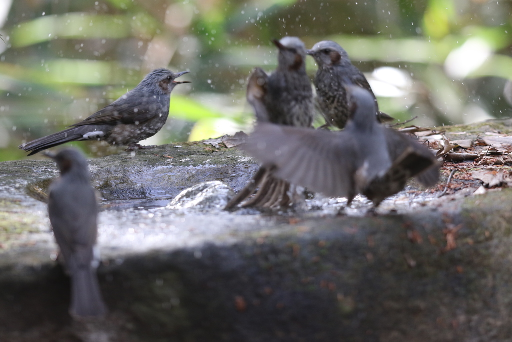161130-36騒々しいヒヨドリの大衆浴場