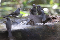 161130-36騒々しいヒヨドリの大衆浴場