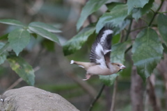 170207-5シメ♀