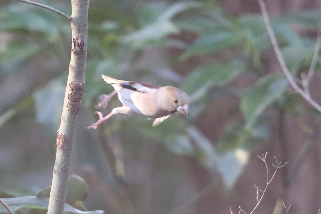 170107-2ヒョイ！・シメ♀