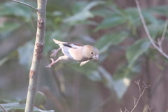 170107-2ヒョイ！・シメ♀