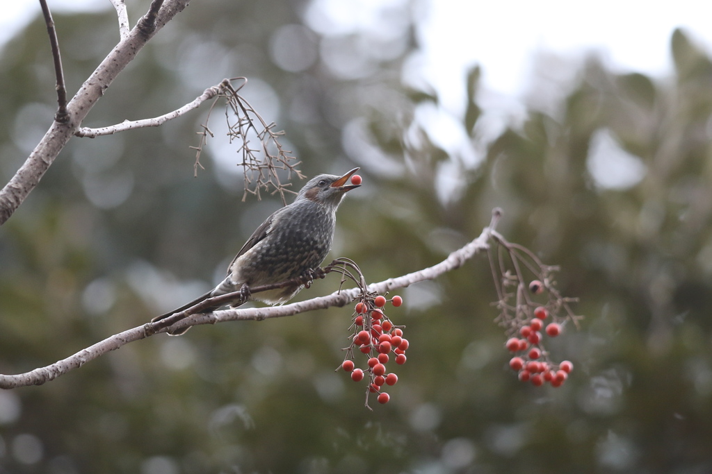 161207-2イイギリの実を食べるヒヨドリ（２／２）