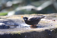 170216-6水を飲むムクドリ