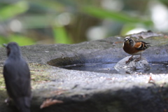 161130-20アトリとヒヨドリ