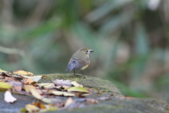 161202-2何かを獲ったルリビタキ♀