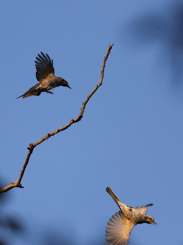 161118-4ヒヨドリ