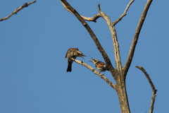 161120-3ツグミの喧嘩（２／４）