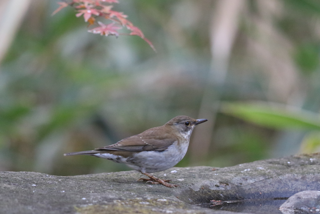 161213-1シロハラ♂