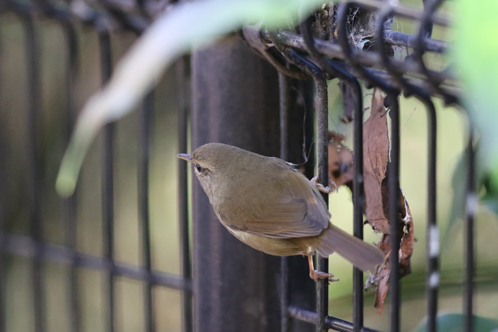 161208-12ウグイス