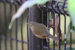 161208-12ウグイス