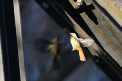 161217-2ガラスの自分を攻撃するお嬢さん・ジョウビタキ