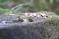 161219-1メジロ(右) の水浴びとアトリ