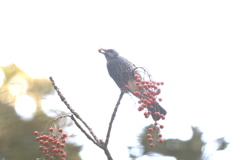 161130-14イイギリの実を食べるヒヨドリ