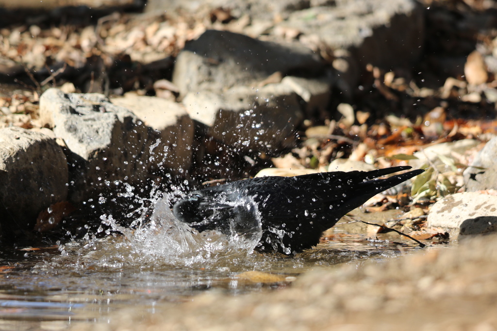 170102-8カラスの行水