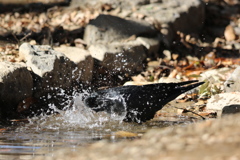 170102-8カラスの行水