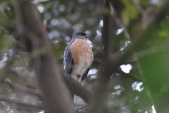 161128-2お腹が赤いツミ♂