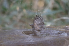 170220-6ヒヨドリの水浴び