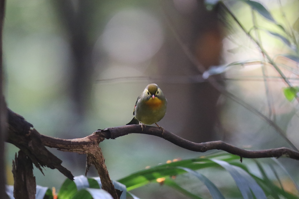 161122-1ソウシチョウ