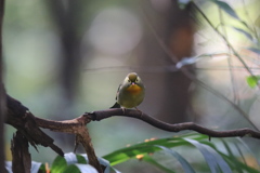 161122-1ソウシチョウ