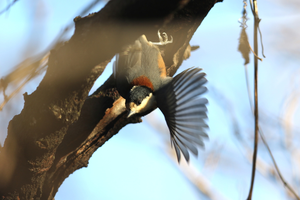 161223-4ヤマガラ