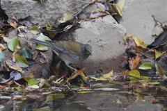 161117-3シロハラ♂