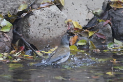 161117-6シロハラ♂の水浴び