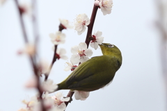 170301-5梅の蜜を吸うメジロ