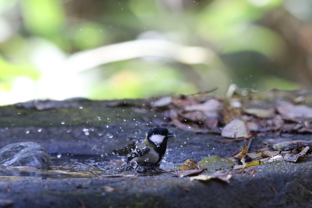 161203-13シジュウカラの水浴び