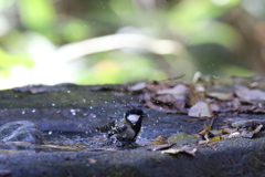 161203-13シジュウカラの水浴び