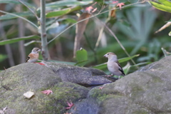 161218-12シメ♀(右)とアトリ